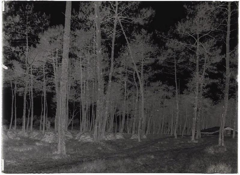 Parc Blanc, grands pins - Grué (Lüe) (Titre attribué), Félix Arnaudin, 1911 /02 /06