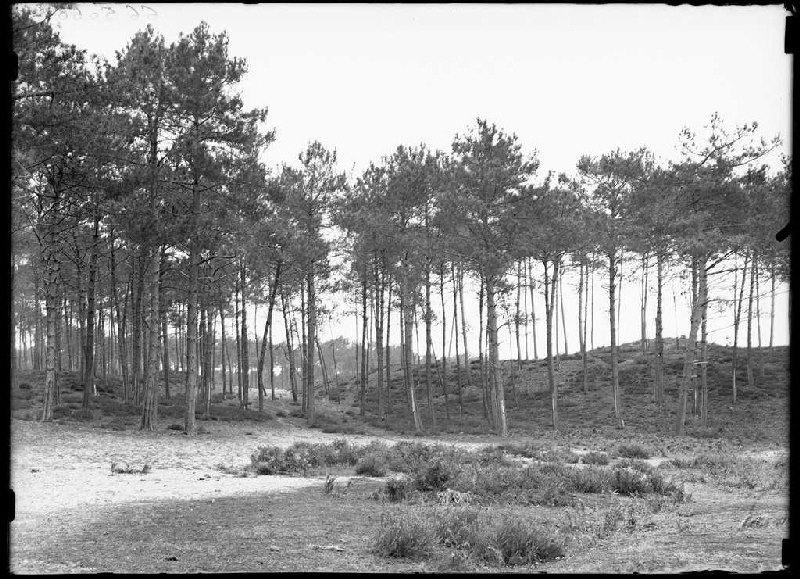 Chemin de la Poste - La Basse (Escource) (Titre attribué)_0