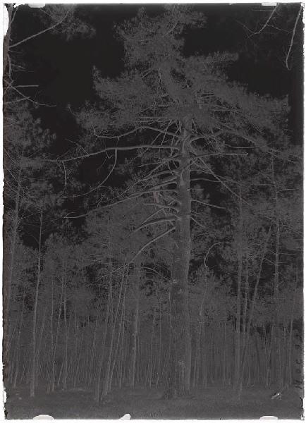 Grands pins (Titre attribué)_1