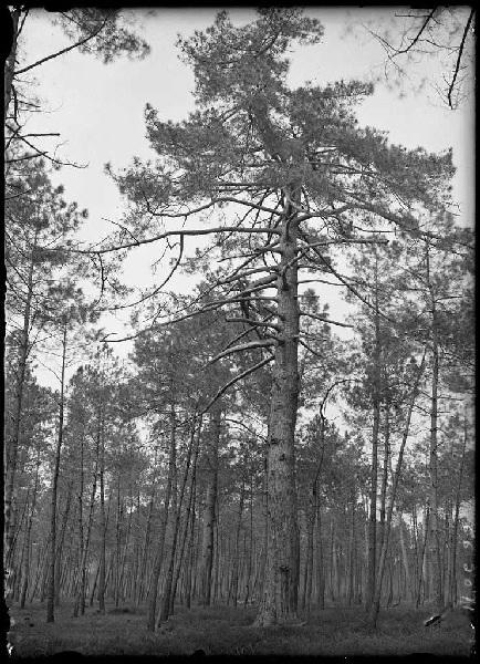 Grands pins (Titre attribué)_0