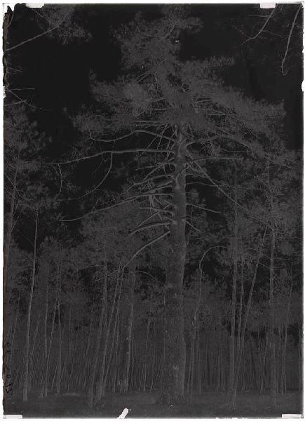 Grands pins (Titre attribué)_1