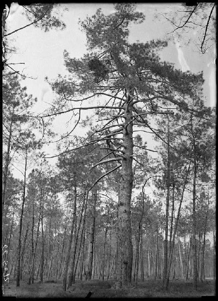 Grands pins (Titre attribué)_0