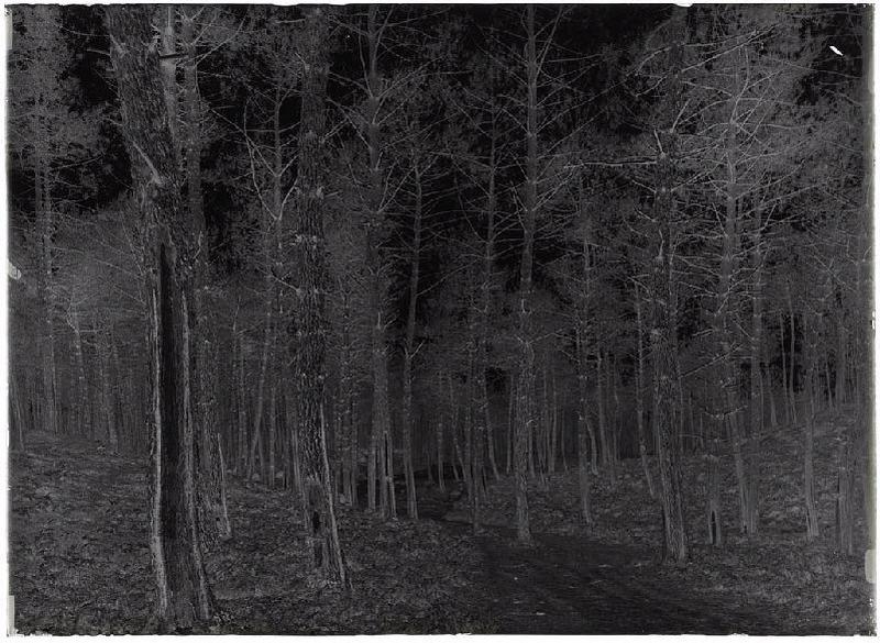 Janquillet - Escource (Landes) (Titre attribué)_1