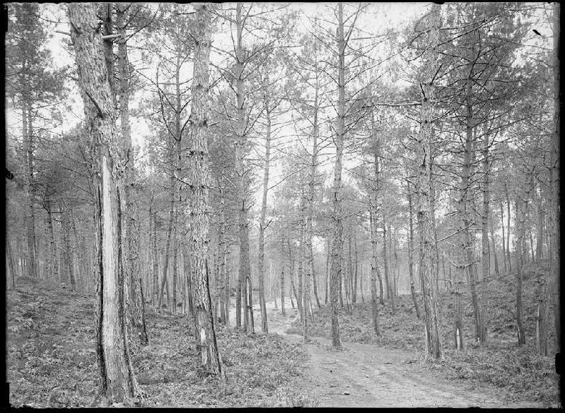 Janquillet - Escource (Landes) (Titre attribué)_0