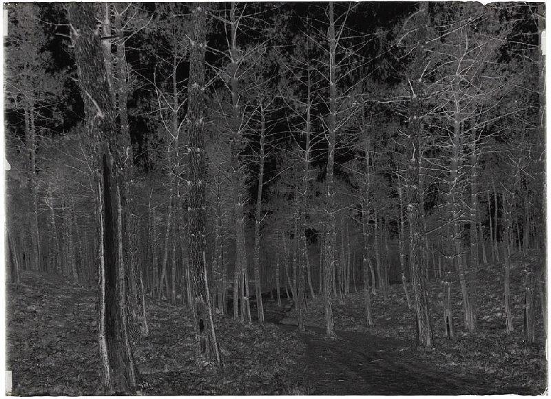 Janquillet - Escource (Landes) (Titre attribué)_1