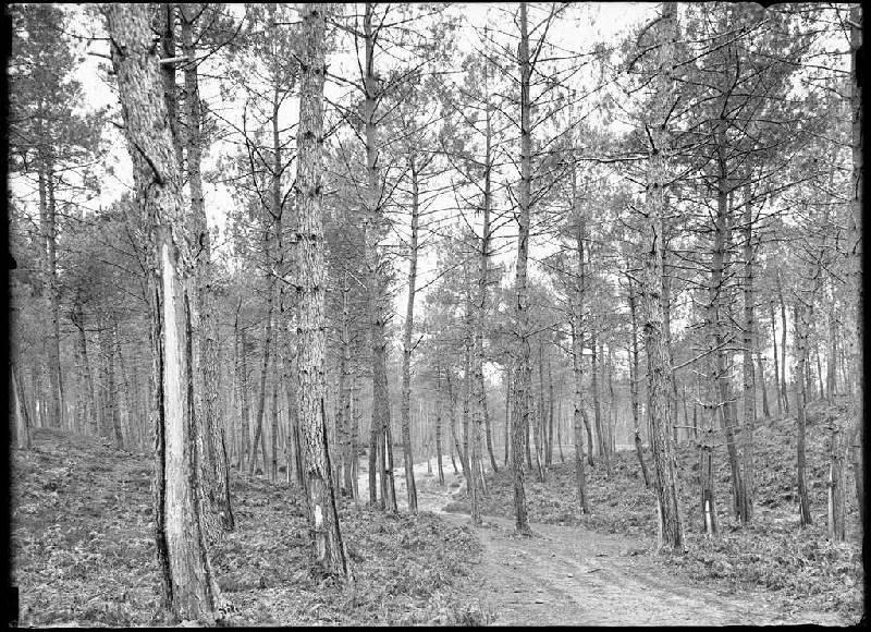 Janquillet - Escource (Landes) (Titre attribué)_0