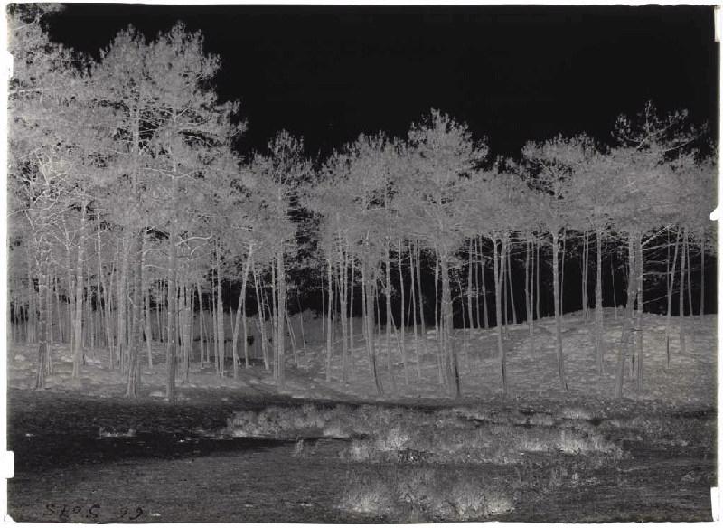 Chemin de la Poste - La Basse (Escource) (Titre attribué)_1