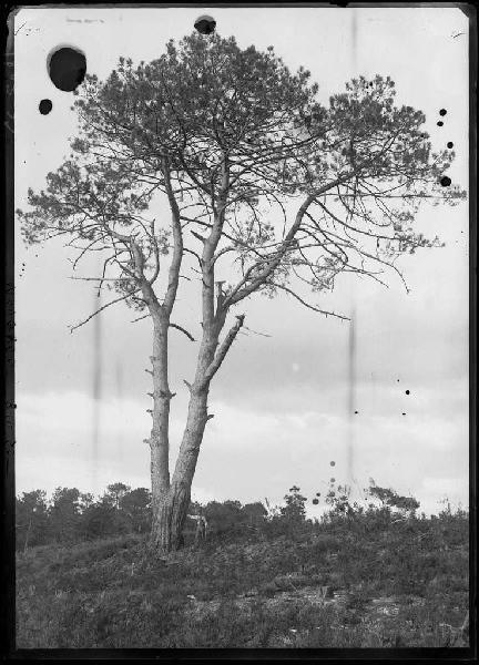 Grands pins de Guentes - La Vignolle (Lüe ?) (Titre attribué)_0