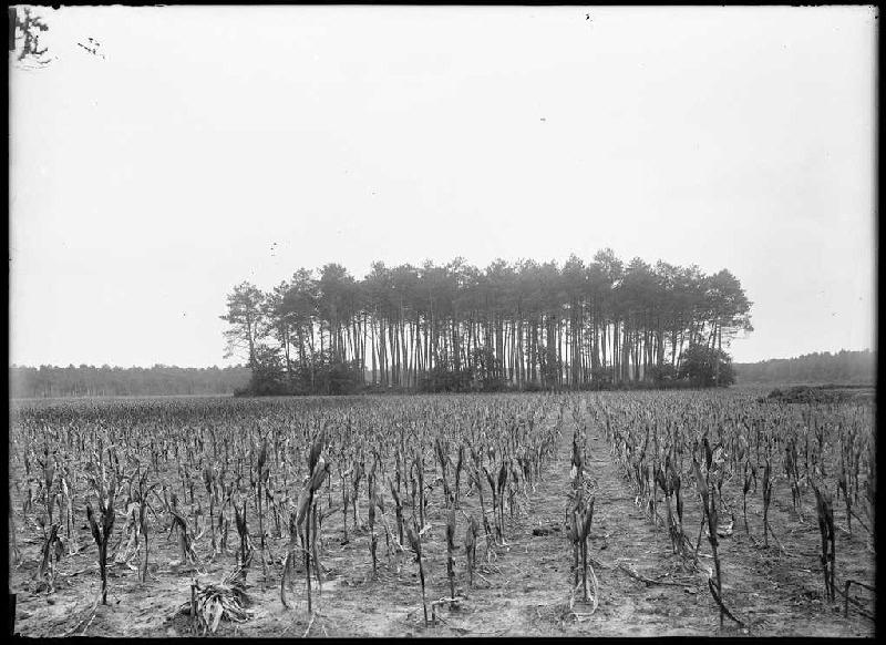 Pins du champ Lou Segot - Lindor et Boyre (Labouheyre) (Titre attribué)_0