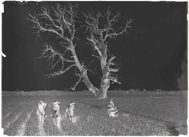 Sabres, le Nan, châtaignier, sarcleuses ; Sarcleuses - Le Nan (Sabres) (Titre attribué)_0