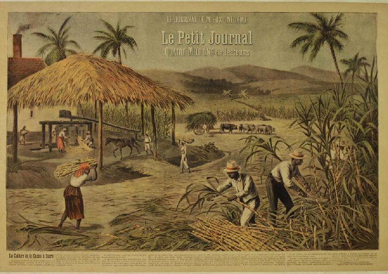 La Culture de la Canne à Sucre, H Meyer, 2e moitié 19e siècle