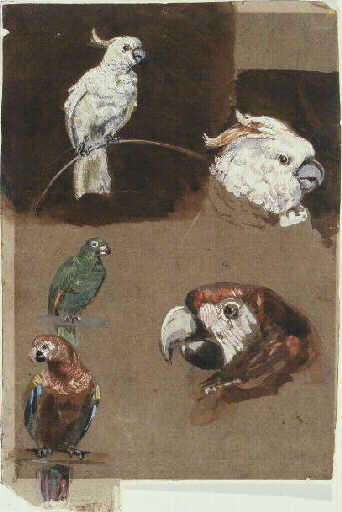 Etude de perroquets_0