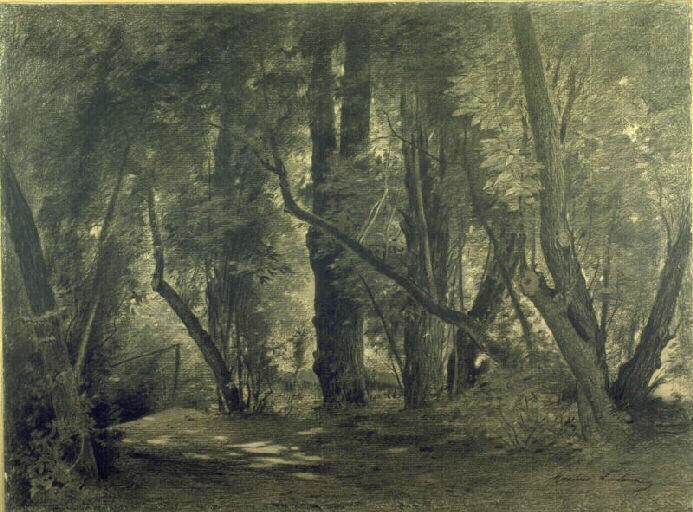 Sous-bois_0