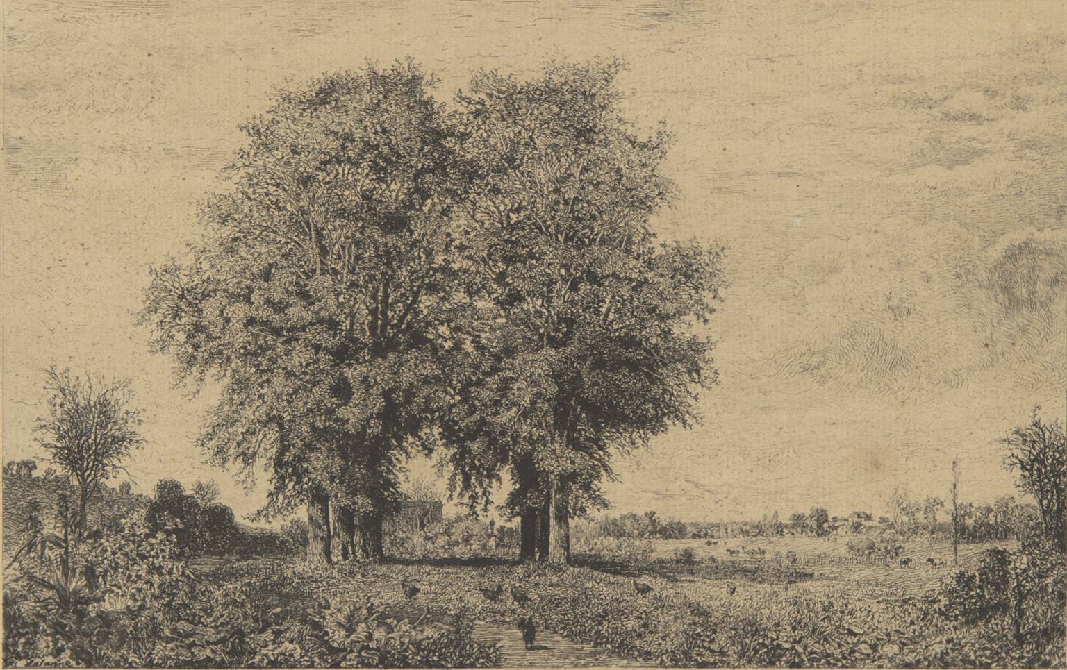 Les ormeaux de Cenon_0
