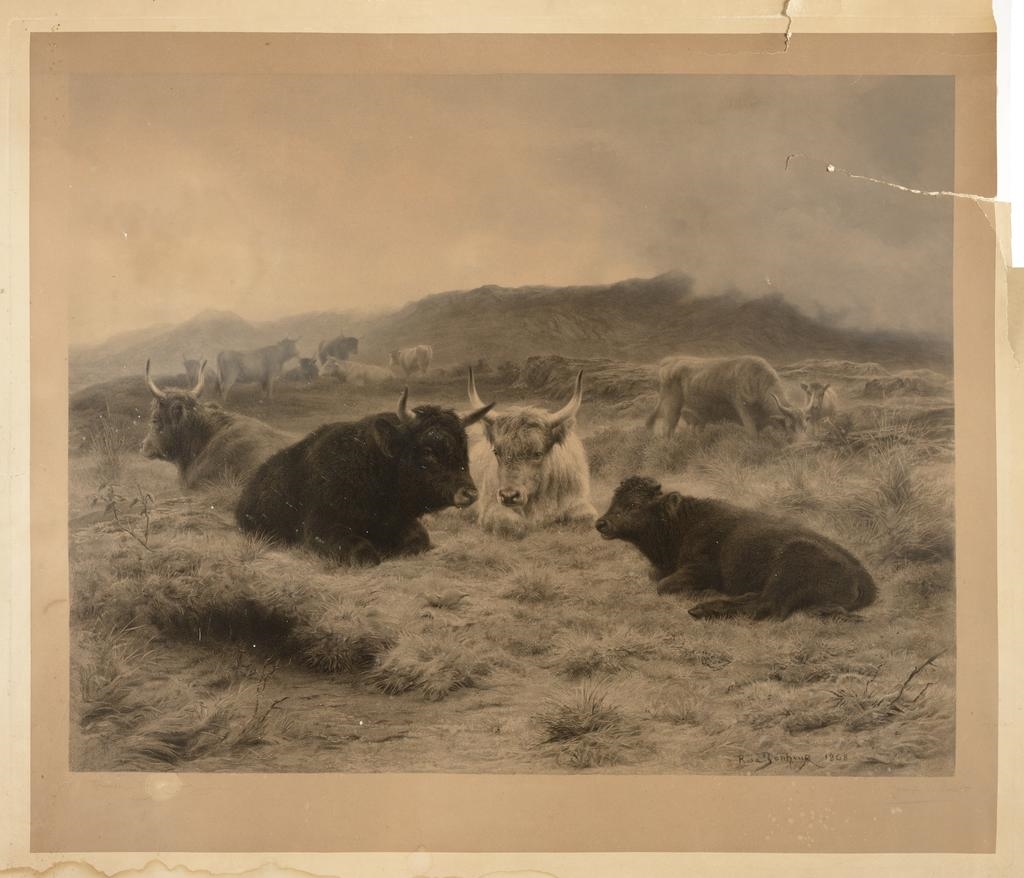 Troupeau de boeufs au repos, Rosa Bonheur, 19e siècle