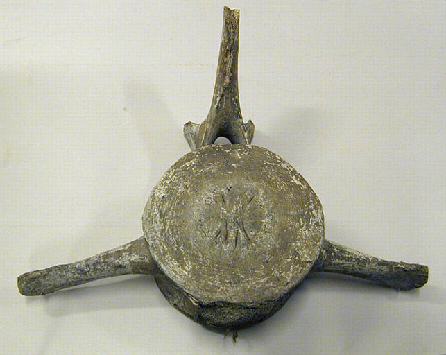 Vertèbre (baleine)_0