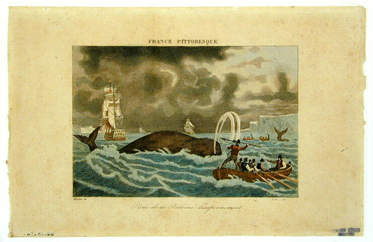 Pêche de la baleine, harponnement_0