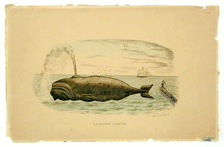 La baleine franche_0