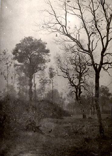 Sous-bois_0