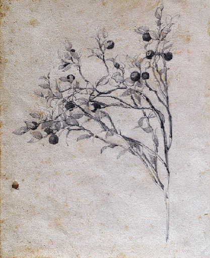 Myrtilles_0