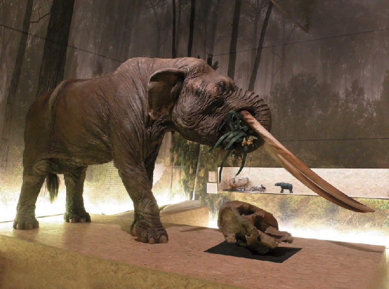 Maquette d'anancus arvernensis ; mastodonte d'Auvergne_1
