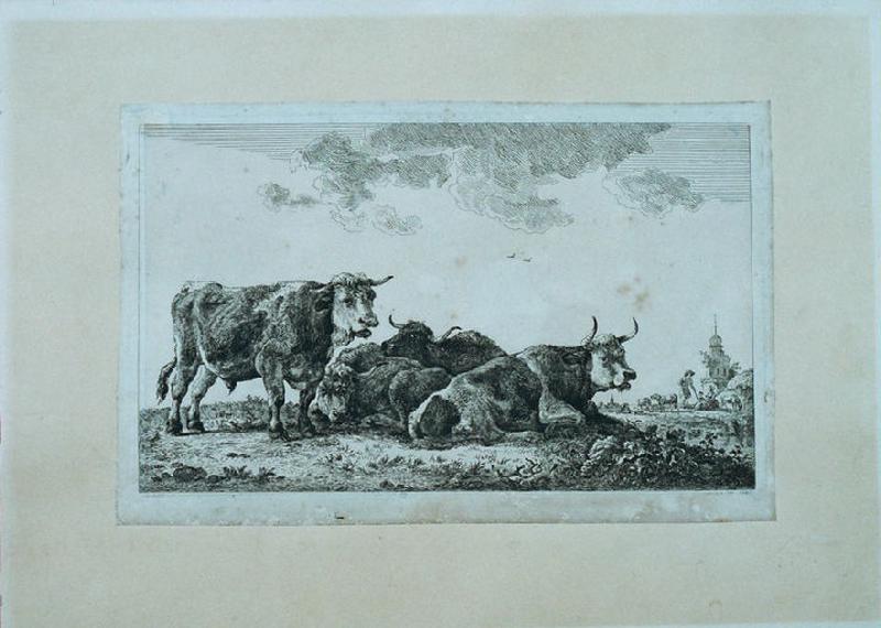 Boeuf au repos dans un gras pâturage, Roy-Sarazin De