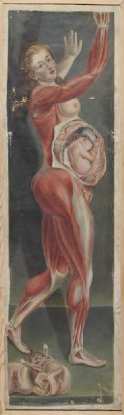 Planche anatomique : femme enceinte_0