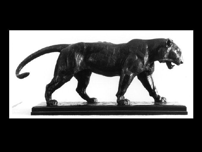 Tigre qui marche_0