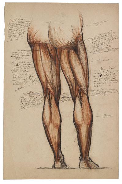 Etude d'anatomie, fessier et jambe (recto) ; Etude de bas-relief (verso)_0