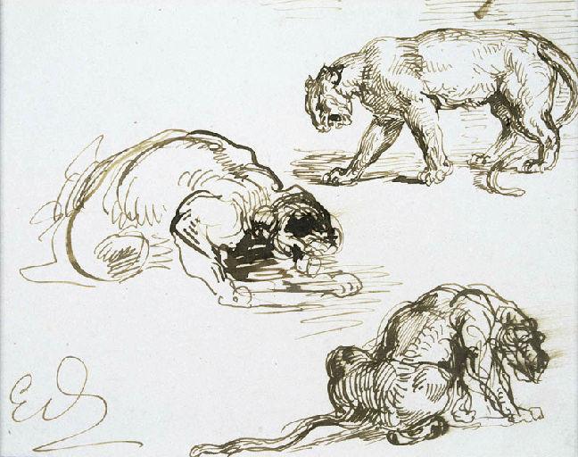 Etude de lionnes, Eugène Delacroix, 2e quart 19e siècle, 3e quart 19e siècle