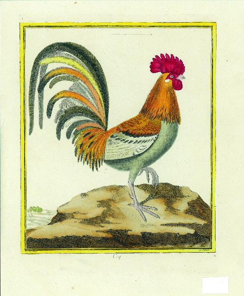 Coq_0