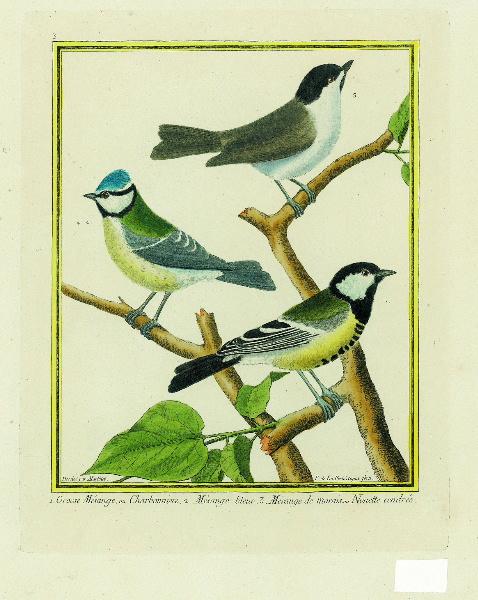 1. Grosse mésange ou charbonnier 2. Mésange_0