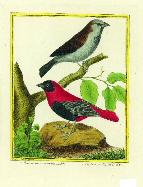 1. Moineau franc de France, mâle 2. Cardinal_0