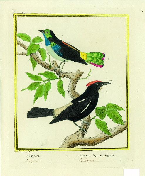 1. Tangara 2. Tangara huppé de Cayenne / inscription manuscrite : le septicolor la houppette_0