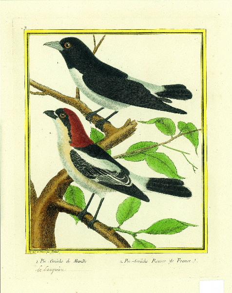 1. Pie grièche de Manille 2. Pie -Grièche Rousse de France / inscription manuscrite : le Langraien (sous 1)_0
