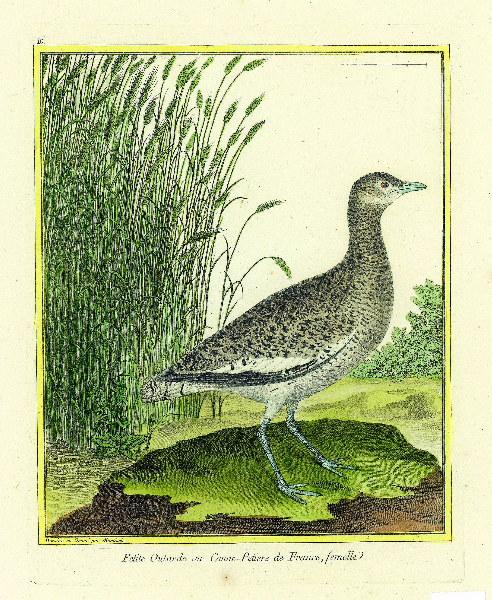 Petite outarde ou Canne-petiere de France, femelle_0