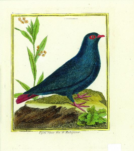 Pigeon ramier bleu de Madagascar_0