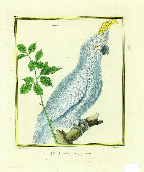 Petit kakatoès à huppe jaune_0