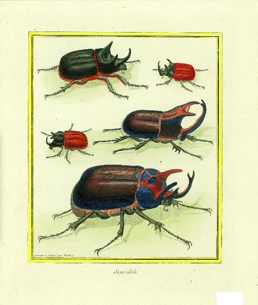 Scarabées_0