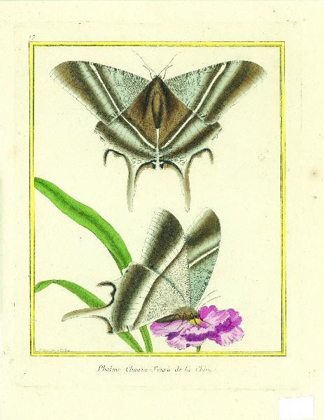 Phalène chauve-souris de la Chine_0