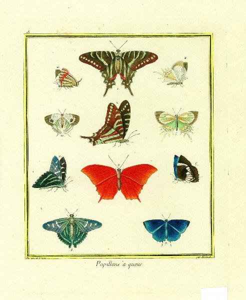 Papillons à queue, François-Nicolas Martinet, 2e moitié 18e siècle