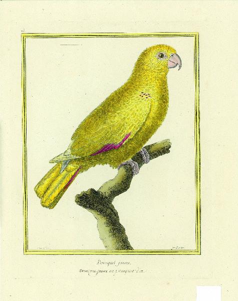 Perroquet jaune / inscription manuscrite amazone jaune ou perroquet d'or_0