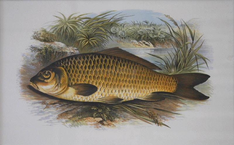 Carpe, Alexander Francis Lydon, 1850-1917