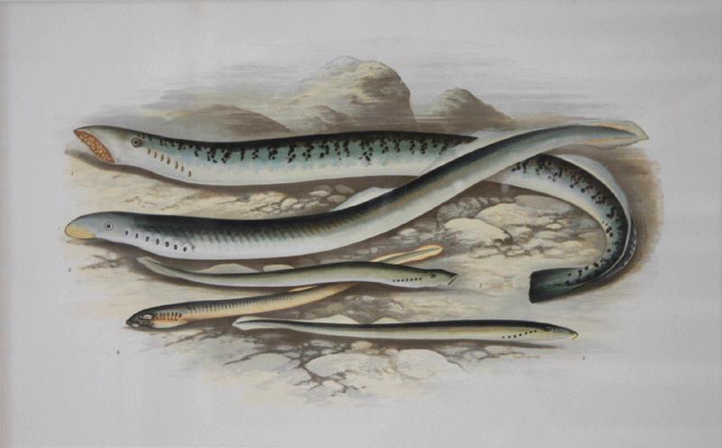 Lamproies, Alexander Francis Lydon, 1850-1917