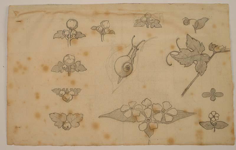 Etude d'escargot et motifs floraux, Fernand Chalandre, 1er quart 20e siècle