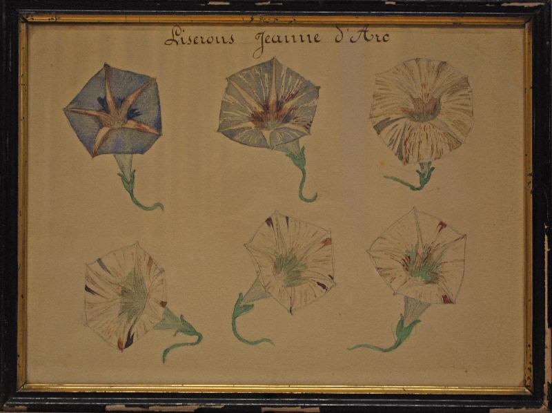 Six fleurs de liseron bleues et rouges, Auguste Chevalier, 20e siècle