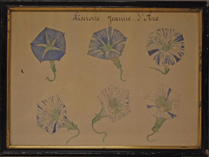 Six fleurs de liseron bleues, Auguste Chevalier, 20e siècle