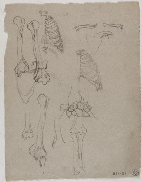 Etudes de la cage thoracique et de l'humérus, Georges Mathey, 1er quart 20e siècle
