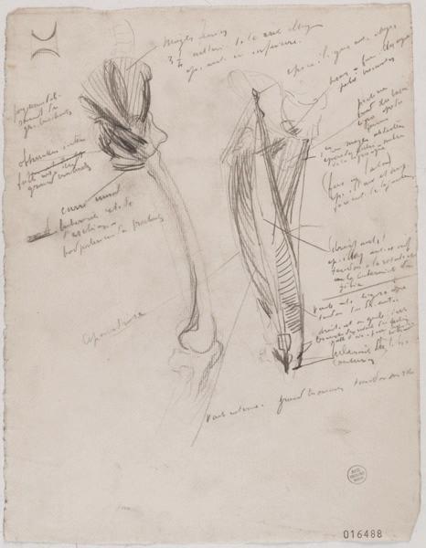 Etudes d'anatomie du bassin et de la cuisse, Georges Mathey, 1er quart 20e siècle