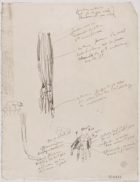 Etudes d'anatomie de la jambe et des orteils, Georges Mathey, 1er quart 20e siècle